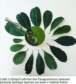 Listki z różnych odmian Ilex Paraguariensis zerwane podczas jednego spaceru po lesie u rodziny Gehm.